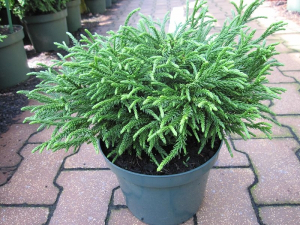 Cryptomeria japonica Little Champion