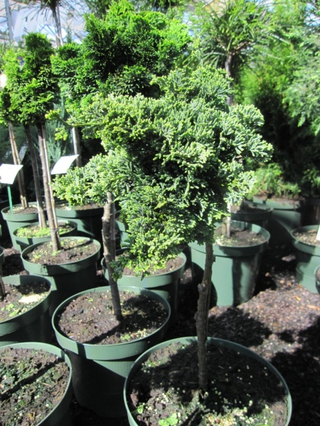 Chamaecyparis lawsoniana Bregeon - Scheinzypresse Bregeon - Veredelung auf einem 30 cm Stamm -