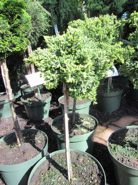 Chamaecyparis lawsoniana Bregeon - Scheinzypresse Bregeon - Veredelung auf einem 30 cm Stamm -