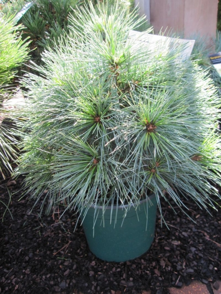 Pinus strobus Bergmanns Mini - Zwergseidenkiefer - Weymouthskiefer -  20-25cm