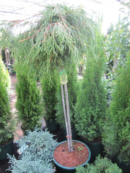 Thuja plicata Kagers Beauty - Riesenlebensbaum Kagers Beauty - Veredelung auf 90cm Hochstamm