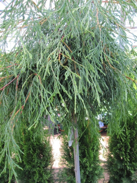 Thuja plicata Kagers Beauty - Riesenlebensbaum Kagers Beauty - Veredelung auf 90cm Hochstamm