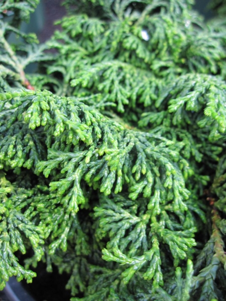 Chamaecyparis obtusa Maureen