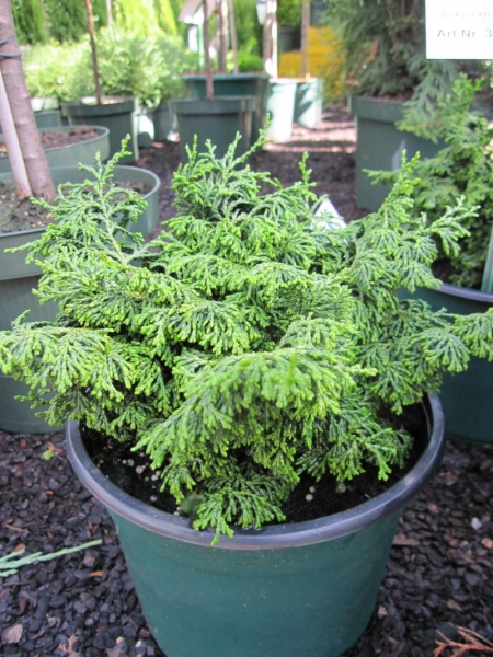 Chamaecyparis obt. Maureen - Scheinzypresse