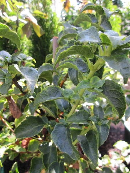 Hydrangea petiolares Miranda - Kletterhortensie Miranda -