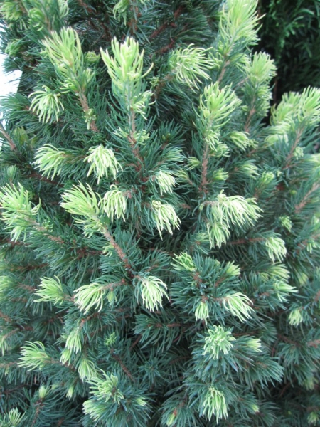 Picea glauca Rainbows End