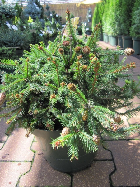 Picea abies Pusch