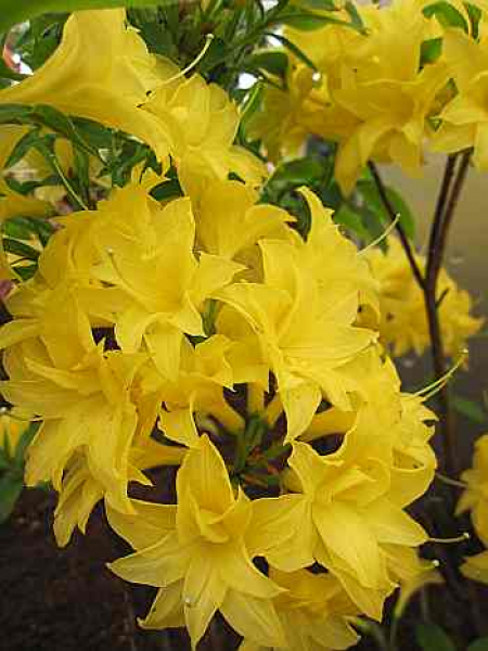 Rhododendron mixtum "Sonnenköpfchen" (25cm-30cm)