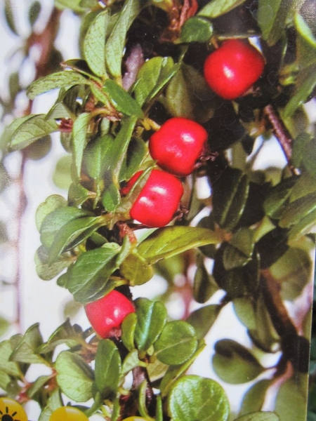 Teppichmispel Winterjuwel