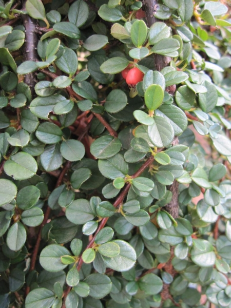 Teppichmispel Winterjuwel