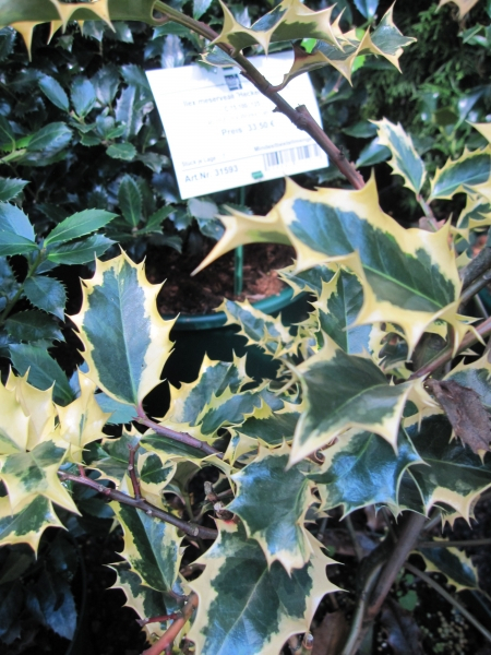 Ilex aquifolium Madame Briot - Stechpalme Madame Briot -  ca. 30-40 cm
