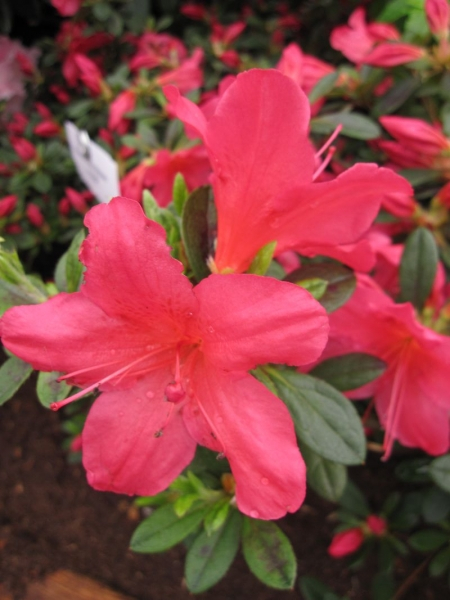 Rhododendron obtusum Arabesk - Japanische Azalee Arabesk 25-30 cm