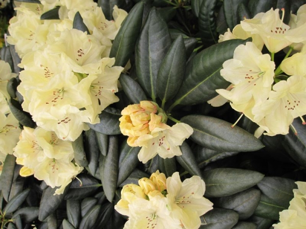 Rhododendron yakushimanum Millenium Gold - Ball-Rhododendron Millenium Gold