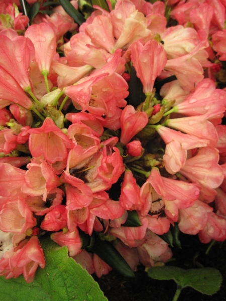 rhododendron dark lord Dark Lord Rhododendron – Plant Detectives main image 0