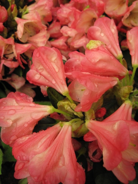 Rhododendron yakushimanum Barbarella - Ball-Rhododendron Barbarella 40-50