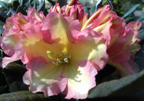Rhododendron yakushimanum Valencia - Ball-Rhododendron Valencia