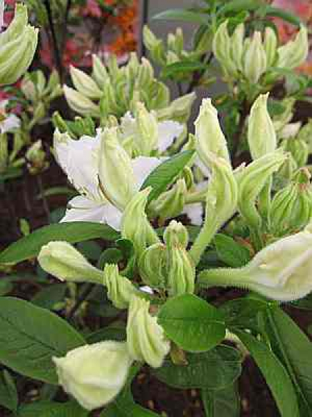 Rhododendron occidentale "Cinzia" (25cm-30cm)