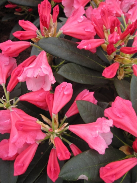Rhododendron yakushimanum Belle de Flore - Ball-Rhododendron Belle de Flore