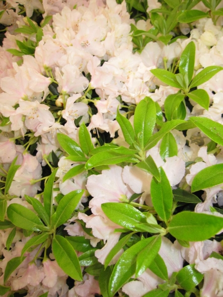 Rhododendron keleticum Robert Seleger ca. 20-30 cm
