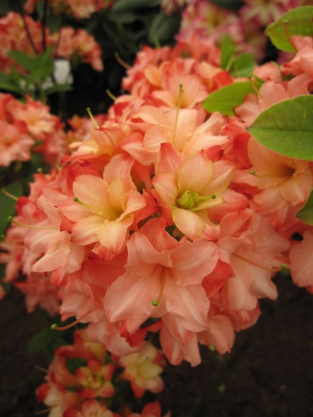 Rhododendron mixtum Rosenkpfchen Rhododendron mixtum Rosenkpfchen -  sommergrne Azalee Rosenkpfchen ca. 30-40 cm - Pflanzen online kaufen