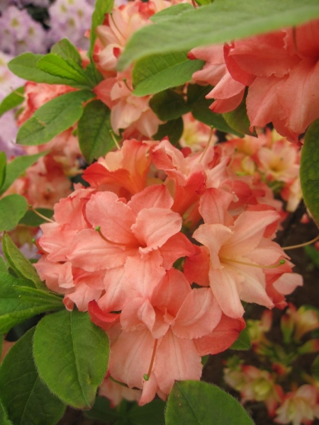 Rhododendron mixtum Rosenkpfchen - sommergrne Azalee Rosenkpfchen 30-40  cm