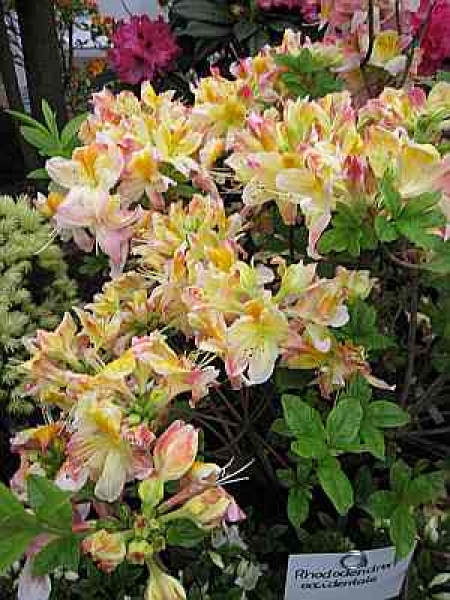 Rhododendron occidentale (25cm-30cm)