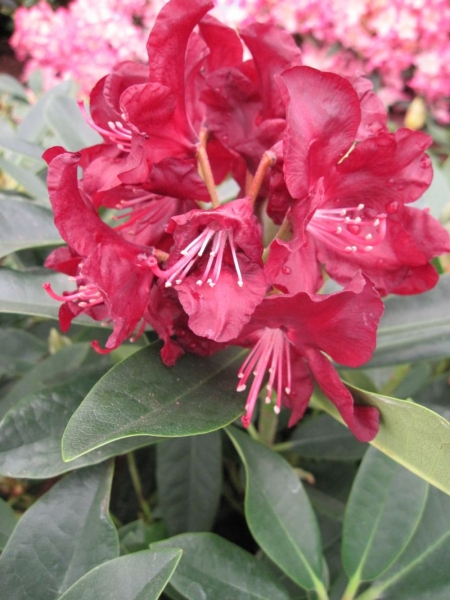 Rhododendron hybr. Purple Moon - großblumige Alpenrose Purple Moon