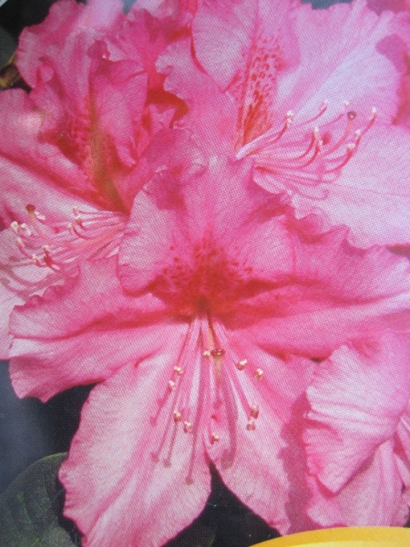 Rhododendron hybr. Caruso® - Großblumige Alpenrose Caruso®