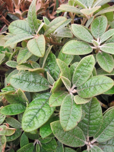 Rhododendron wiltonii - Wilde Alpenrose - 25-30 cm