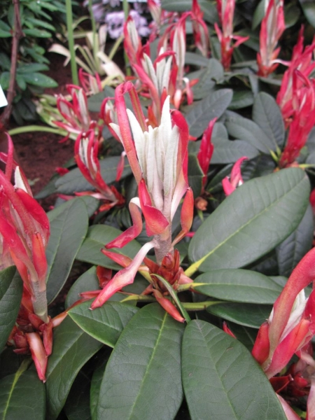 Rhododendron rex Greenspan - Rhododendron rex Grünspan