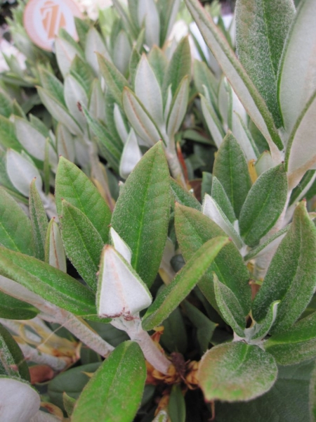 Rhododendron taliense Honigduft - Zwerg-Rhododendron 25-30 cm