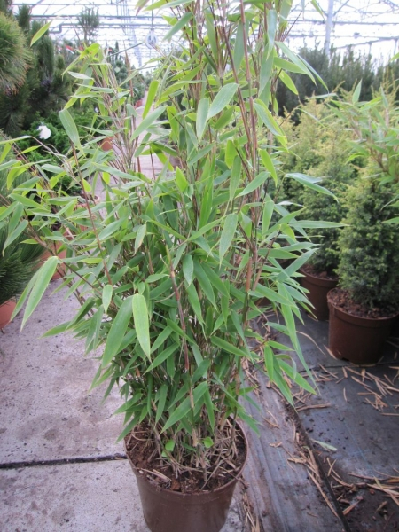 fargesia nitida viking