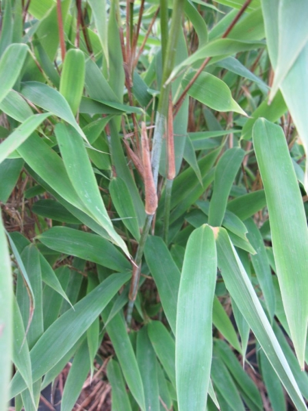 fargesia nitida viking