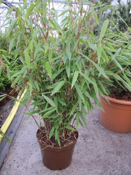 fargesia kranich
