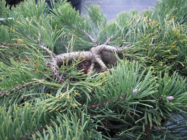 Pinus mugo Krauskopf - Bergkiefer Krauskopf  ca. 30-40 cm