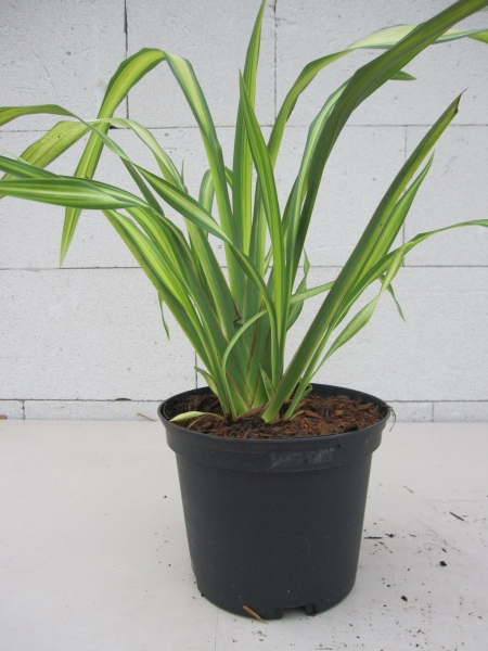 Phormium tenax Gold Sword - Neuseelandflachs Goldsword  30-40 cm