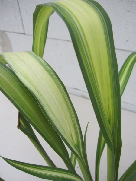 Phormium tenax Gold Sword - Neuseelandflachs Goldsword  30-40 cm