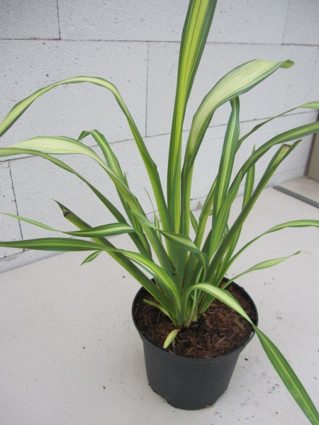 Phormium tenax Gold Sword - Neuseelandflachs Goldsword  30-40 cm