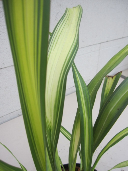 Phormium tenax Gold Sword - Neuseelandflachs Goldsword  30-40 cm