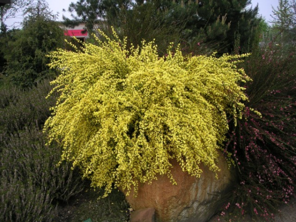 Cytisus praecox "Allgold" (40-60 cm) Elfenbeinginster