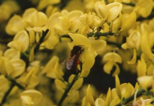 Cytisus praecox "Allgold" (40-60 cm) Elfenbeinginster