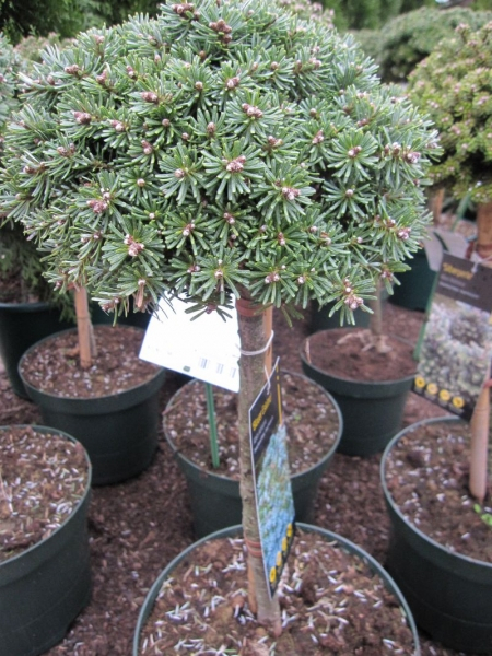 40cm Stamm Zwergkoreatanne Blauer Eskimo - Abies koreana - Rarität