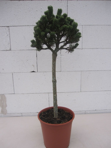 Pinus mugo Picobello Zwergkiefer Stämmchen immergrünes Ziergehölz