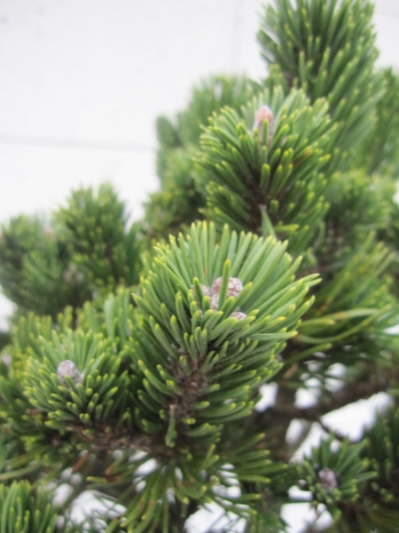 Pinus mugo Picobello Zwergkiefer Stämmchen immergrünes Ziergehölz