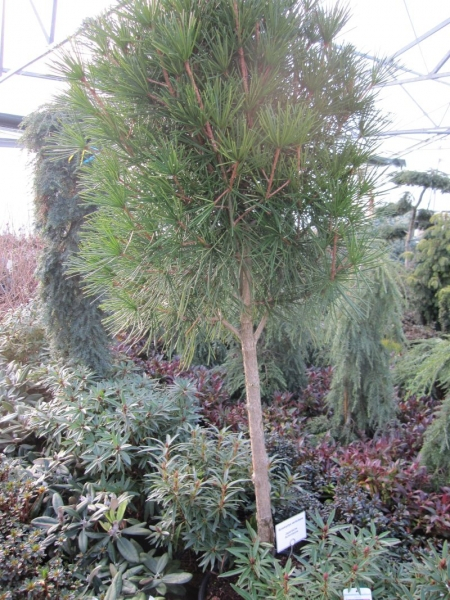 Sciadopitys verticillata Hochstamm - Japanische Schirmtanne - - Rarität - - Exot