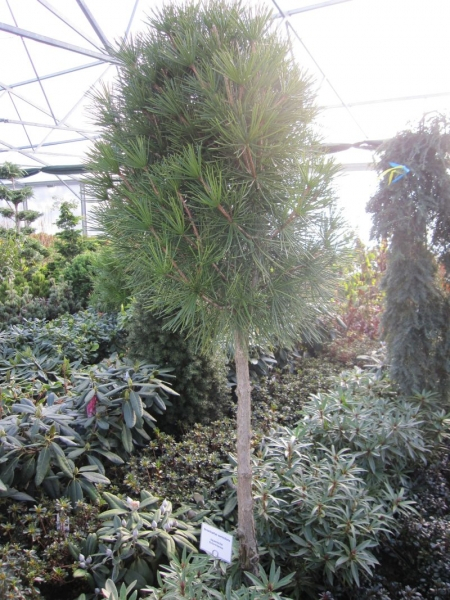 Sciadopitys verticillata Hochstamm - Japanische Schirmtanne - - Rarität - - Exot