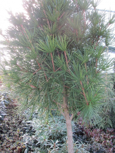Sciadopitys verticillata Hochstamm - Japanische Schirmtanne - - Rarität - - Exot