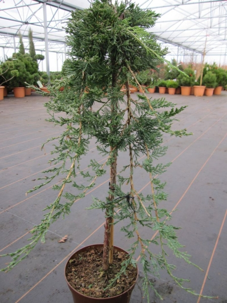 Juniperus horizontalis Glauca Blauer Kriechwacholder auf Stamm