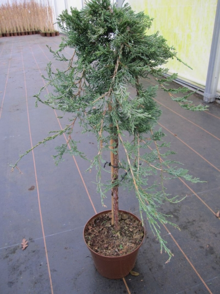 Juniperus horizontalis Glauca Blauer Kriechwacholder auf Stamm