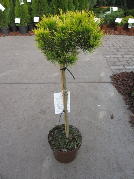 Pinus mugo Carstens Wintergold - Wintergelbe Bergkiefer Carstens Wintergold - Bonsai - Konifere - Hochstamm